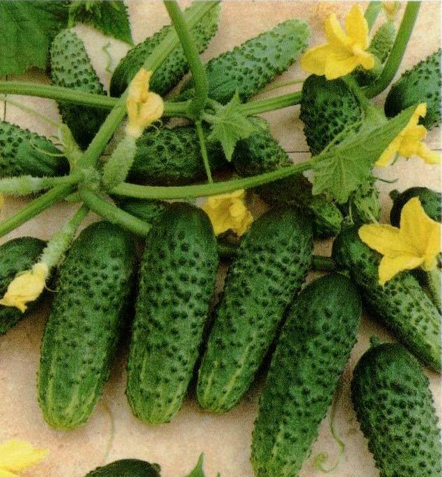 Cucumber Seeds Amour F1 50 Pcs Netherlands Огурец  Farmer's Dream