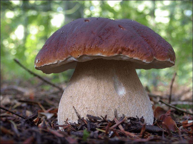 Boletus Edulis Porcini Mushroom Dry Grain Mycelium 10g Or 30g Ukraine