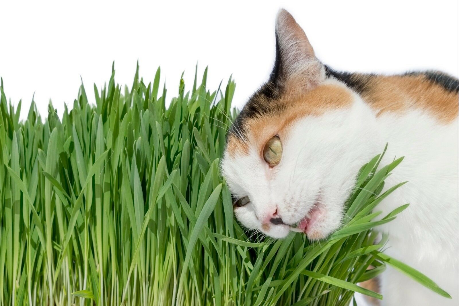 Cat Grass (wheat Seeds ) 1lb (13,500+ Seeds) -grow Your Own Pets Garden !